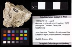 Foto (Objket + Etiketten) von Gastrosacus tuberosiformis (Lorenthey, 1929) 